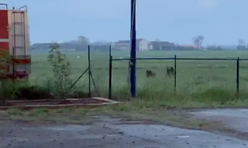 VIDEO - Due cinghiali sulla pista di raccordo dell’aeroporto Cappa
